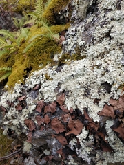 Umbilicaria muhlenbergii