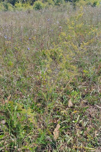 Lady's Bedstraw