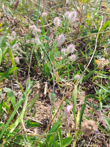 rabbitfoot clover