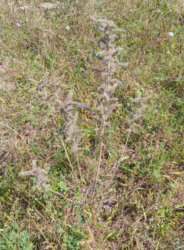 viper's-bugloss