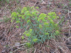 Euphorbia jenisseiensis