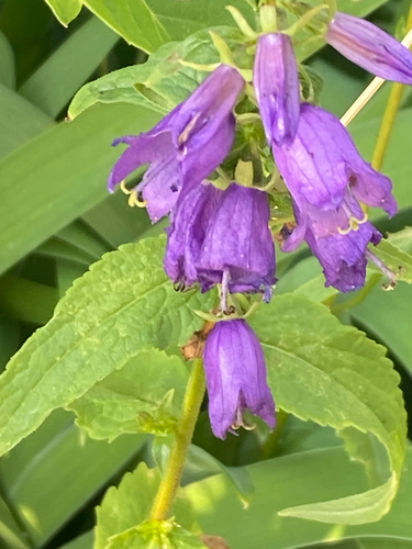 Creeping Bellflower