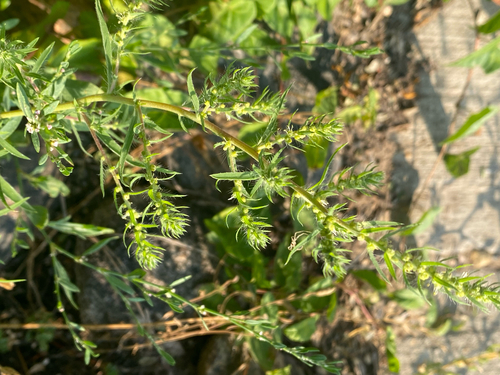 summer-cypress