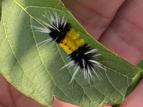 Spotted Tussock Moth