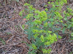 Euphorbia jenisseiensis