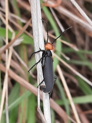 Epicauta mannerheimi