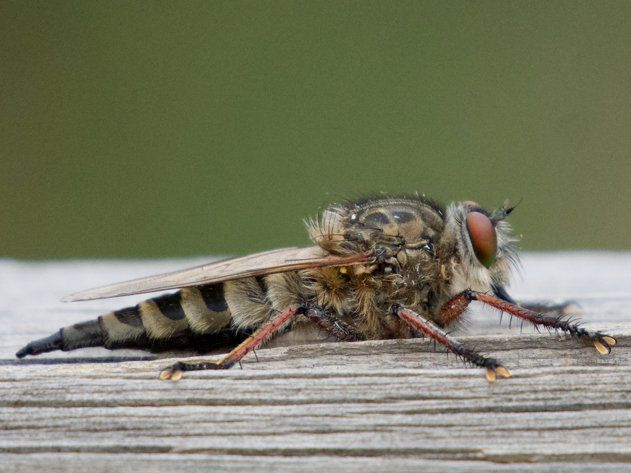 Promachus gomerae