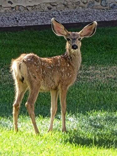 Mule Deer