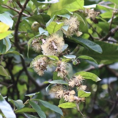 Decaneuropsis gratiosa
