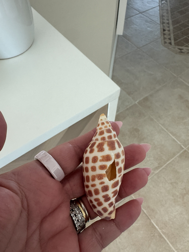 Scaphella junonia observed 2026-08-18