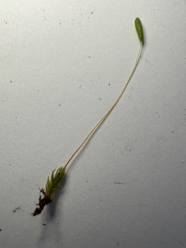 Leptostomum inclinans, 2026-08-18