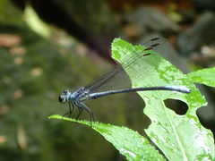 Bayadera brevicauda