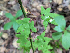 Lygodium palmatum, photograph (c) Tom Field, some rights reserved (CC BY)