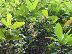 Decaneuropsis gratiosa