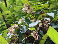 Decaneuropsis gratiosa