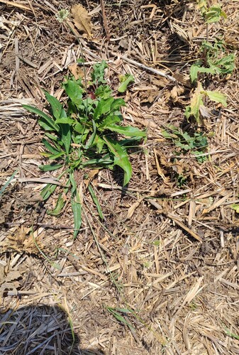 ribwort plantain