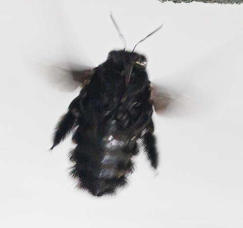 Broad-handed Carpenter Bee