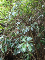 Decaneuropsis gratiosa