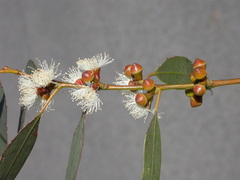 Eucalyptus alligatrix miscella