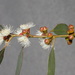 Eucalyptus alligatrix - Photo (c) Dean Nicolle, osa oikeuksista pidätetään (CC BY-NC), uploaded by Dean Nicolle