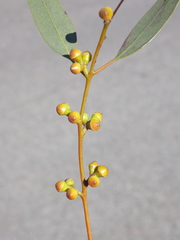 Eucalyptus alligatrix miscella