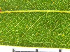 Eucalyptus alligatrix miscella