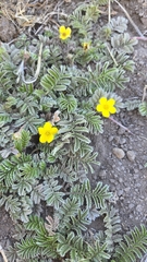 Potentilla hippiana, photograph (c) Jake Nitta, some rights reserved (CC BY)
