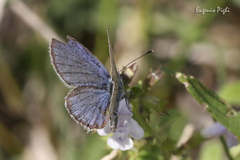 Cupido alcetas