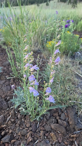 Penstemon virgatus, photograph 3
