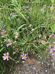 Sisyrinchium