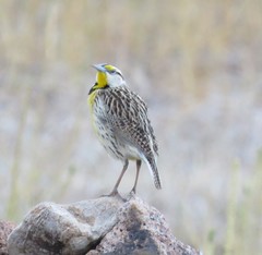 Sturnella magna auropectoralis