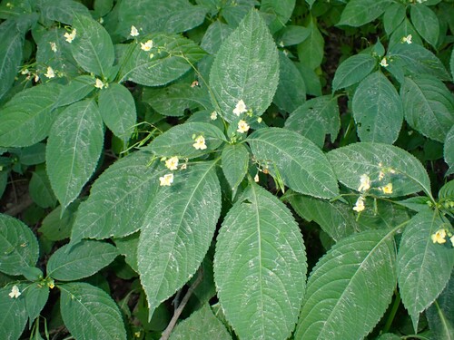 small balsam
