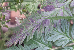 Ramularia chaerophylli