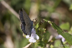 Cupido alcetas