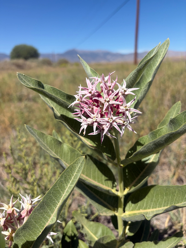 showy milkweed