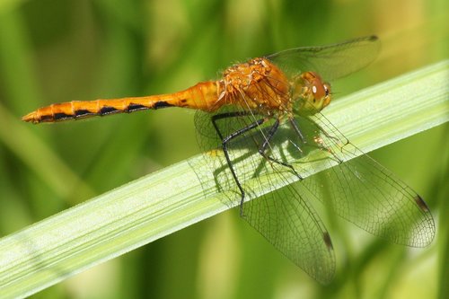 Cherry-faced Meadowhawk