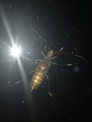 Aegolipton marginale