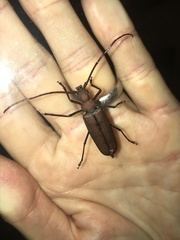 Aegolipton marginale