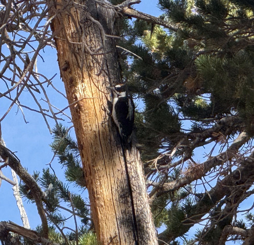 iNaturalist observation photo of Hairy Woodpecker