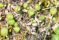 Mannia triandra