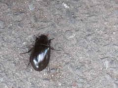 Hydrochara caraboides