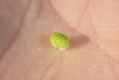 Mannia triandra