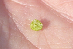 Mannia triandra