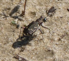 Cicindela repanda repanda