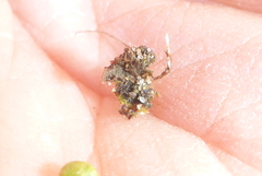 Mannia triandra