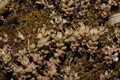Sedum eriocarpum