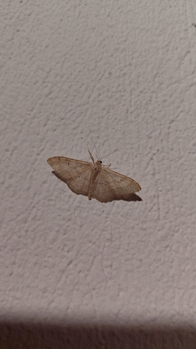 Riband Wave