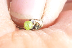 Mannia triandra