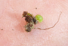 Mannia triandra