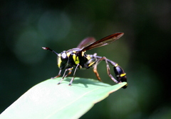 Monoceromyia javana